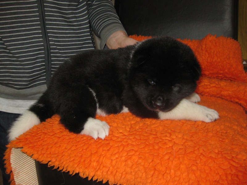 Puppies